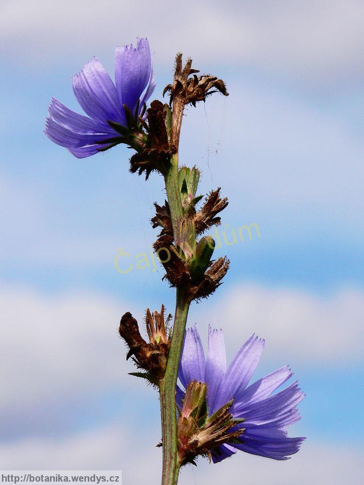 Čekanka kořen řezaný